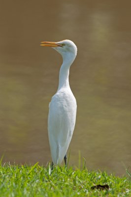 cattle_egret
