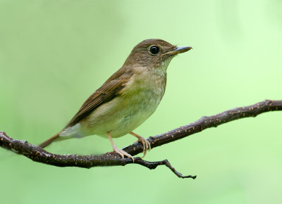 brown_chested_jungle_flycatcher