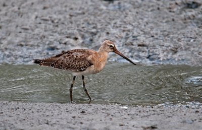 black_tailed_godwit