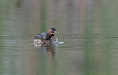 little_grebe