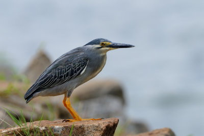 striated_heron