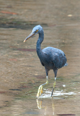 pacific_reef_heron