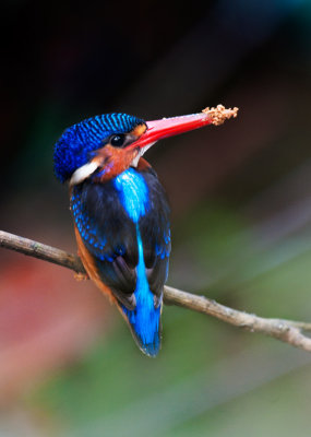 blue_eared_kingfisher_