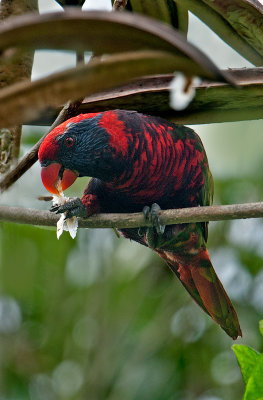 rainbow_lorikeet