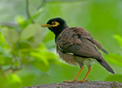 Myna