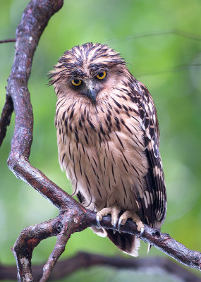 buffy_fish_owl