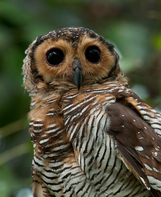 spotted_wood_owl