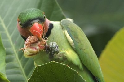 long_tailed_parakeet