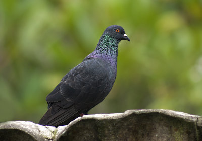 DSC_2232.jpg