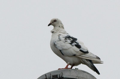 DSC_7061.jpg