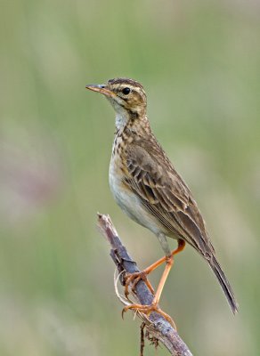 DSC_2995.jpg