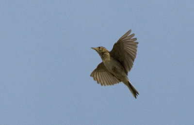 DSC_6937.jpg