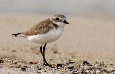 kentish_plover