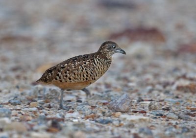 barred_buttonquail_
