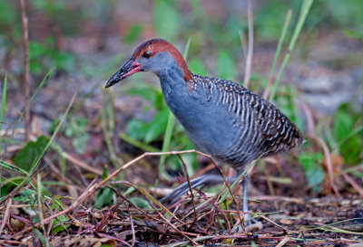 slaty_breasted_rail