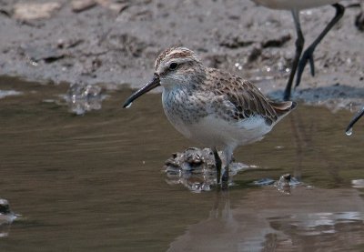 broad_billed_sandpiper