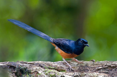 white_rumped_shama