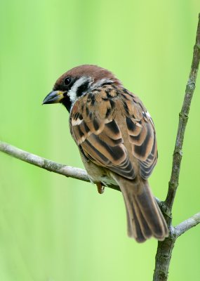 eurasian_tree_sparrow