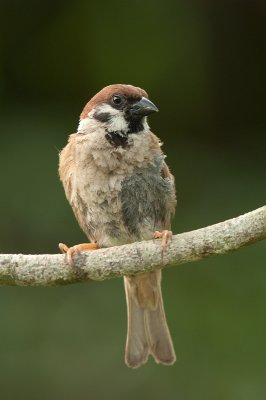 DSC_7432.jpg