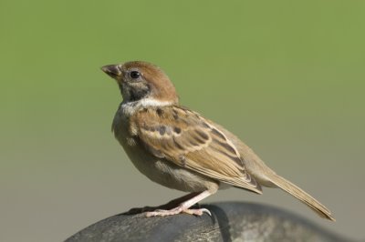 DSC_9562.jpg