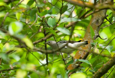_DSC9374.jpg