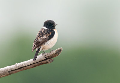 siberian_stonechat