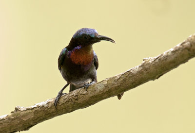 copper_throated_sunbird_