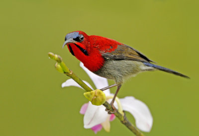 Sunbird