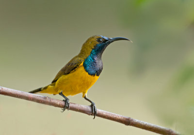 olive-backed_sunbird