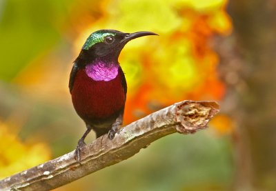 purple_throated_sunbird