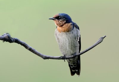 pacific_swallow