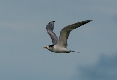 great_crested_tern