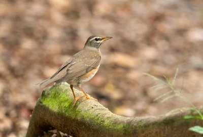 eyebrowed_thrush