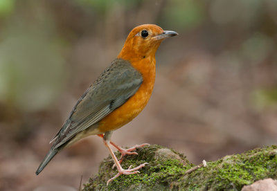 orange_headed_thrush