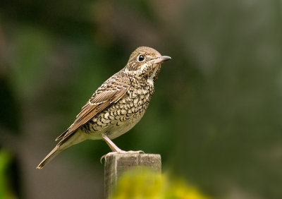 white_throated_rock_thrush