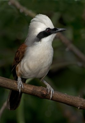 white_crested_laughingthrush