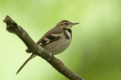 forest_wagtail
