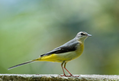 grey_wagtail