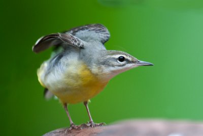 grey_wagtail