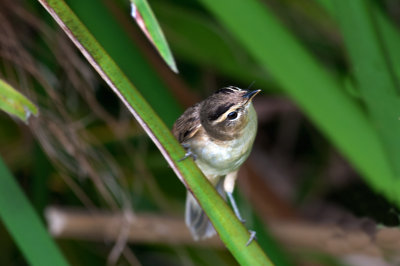 black_browed_reed_warbler_
