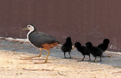 white_breasted_water_hen