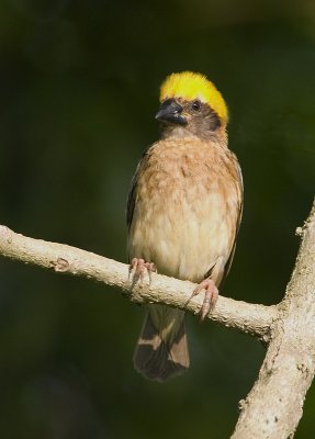 DSC_6730.jpg