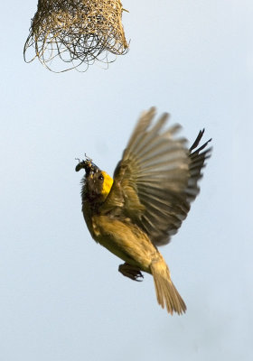 baya_weaver