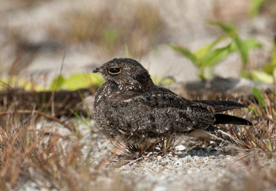 savanna_nightjar