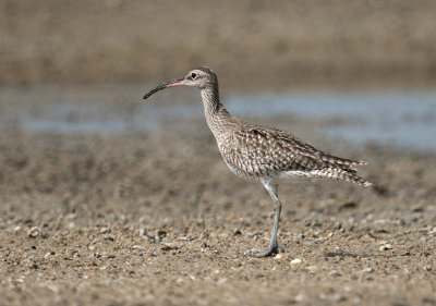 Whimbrel
