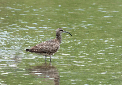 Whimbrel