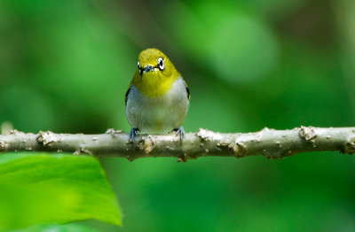 White eye