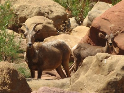 Bighorn Ewe and Lamb (DZ)