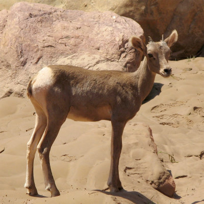 Bighorn Lamb (DZ)