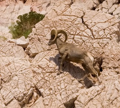 Bighorn Ram, Lake Mead